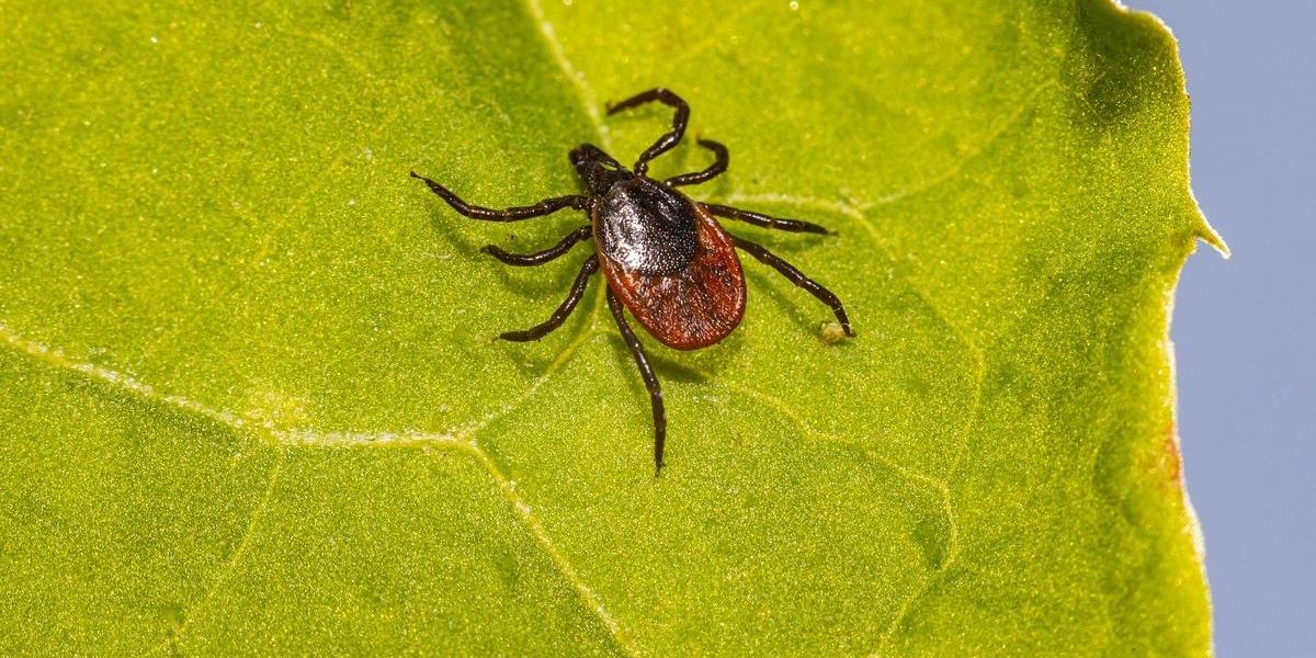 Maladie de Lyme