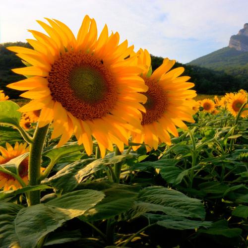 tournesols France