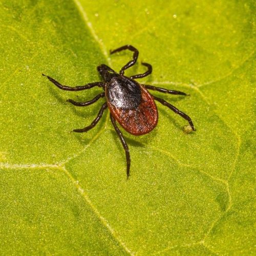 Maladie de Lyme